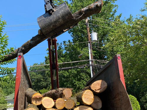 Tree removal services near Northern VA